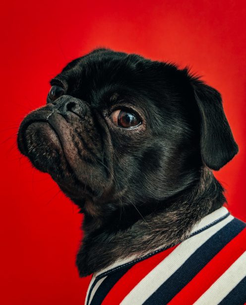 Aloof pug in cardigan looking towards camera